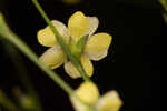 Florida yellow flax